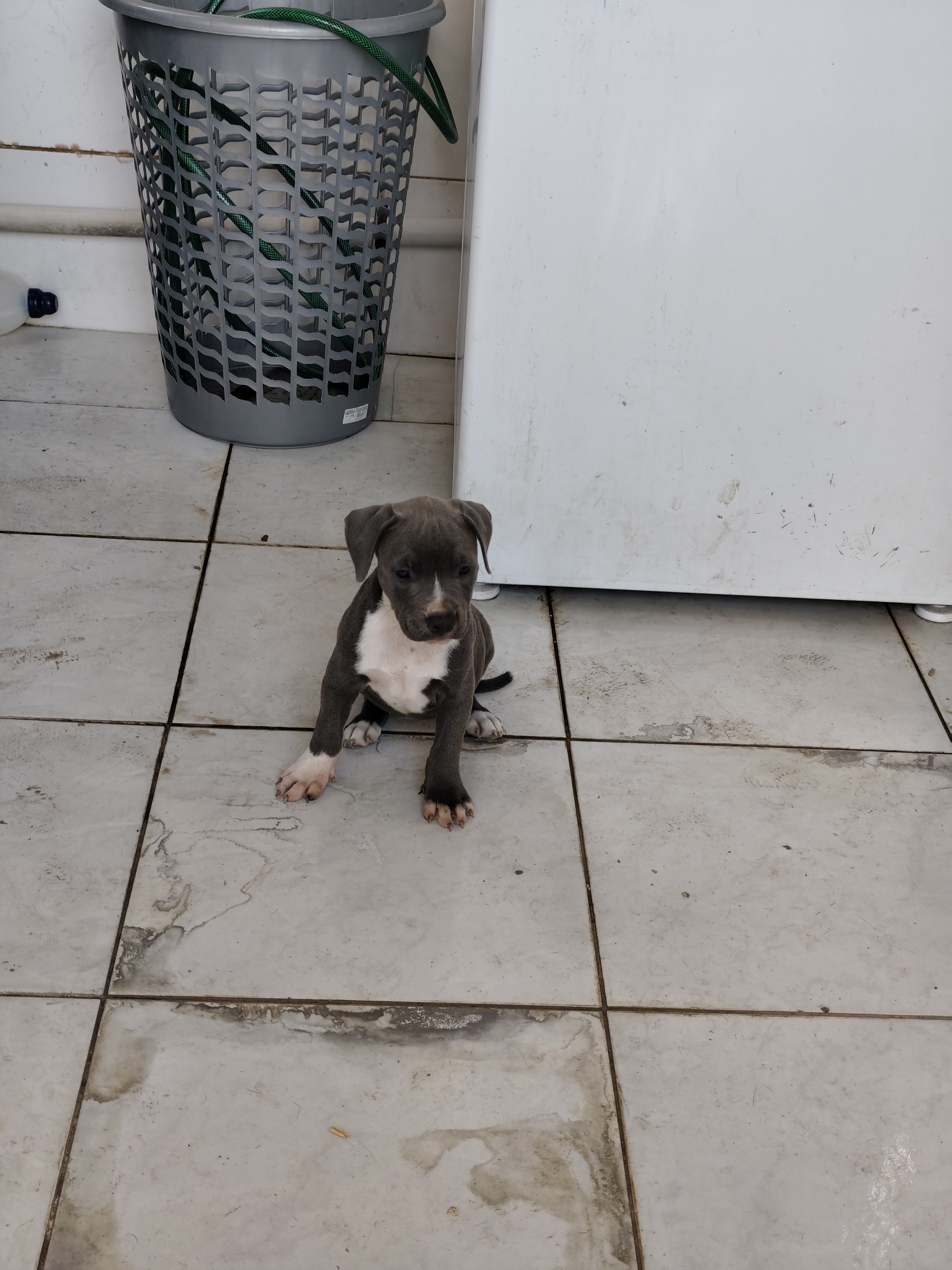 Filhote de American Bully 2 meses - Foto 2
