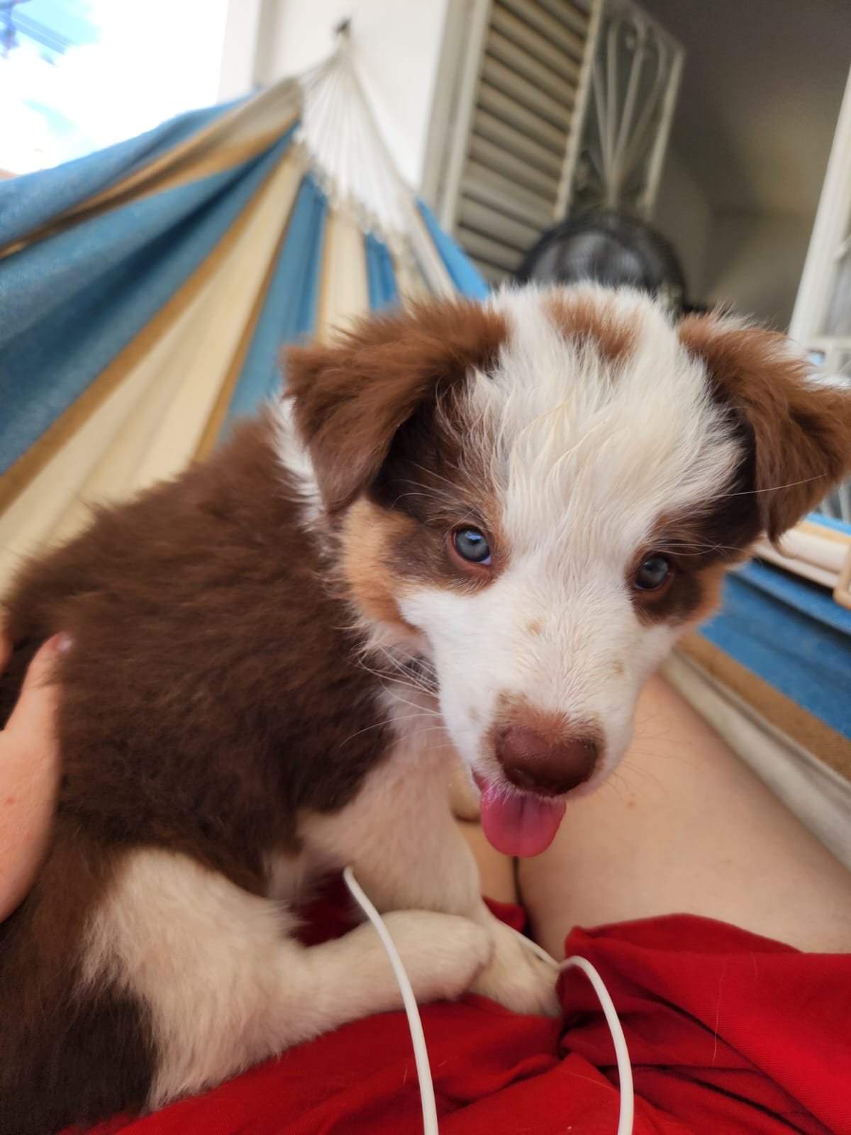 Filhote femea deBorder Collie - Tricolor (marrom com red) - Foto 4