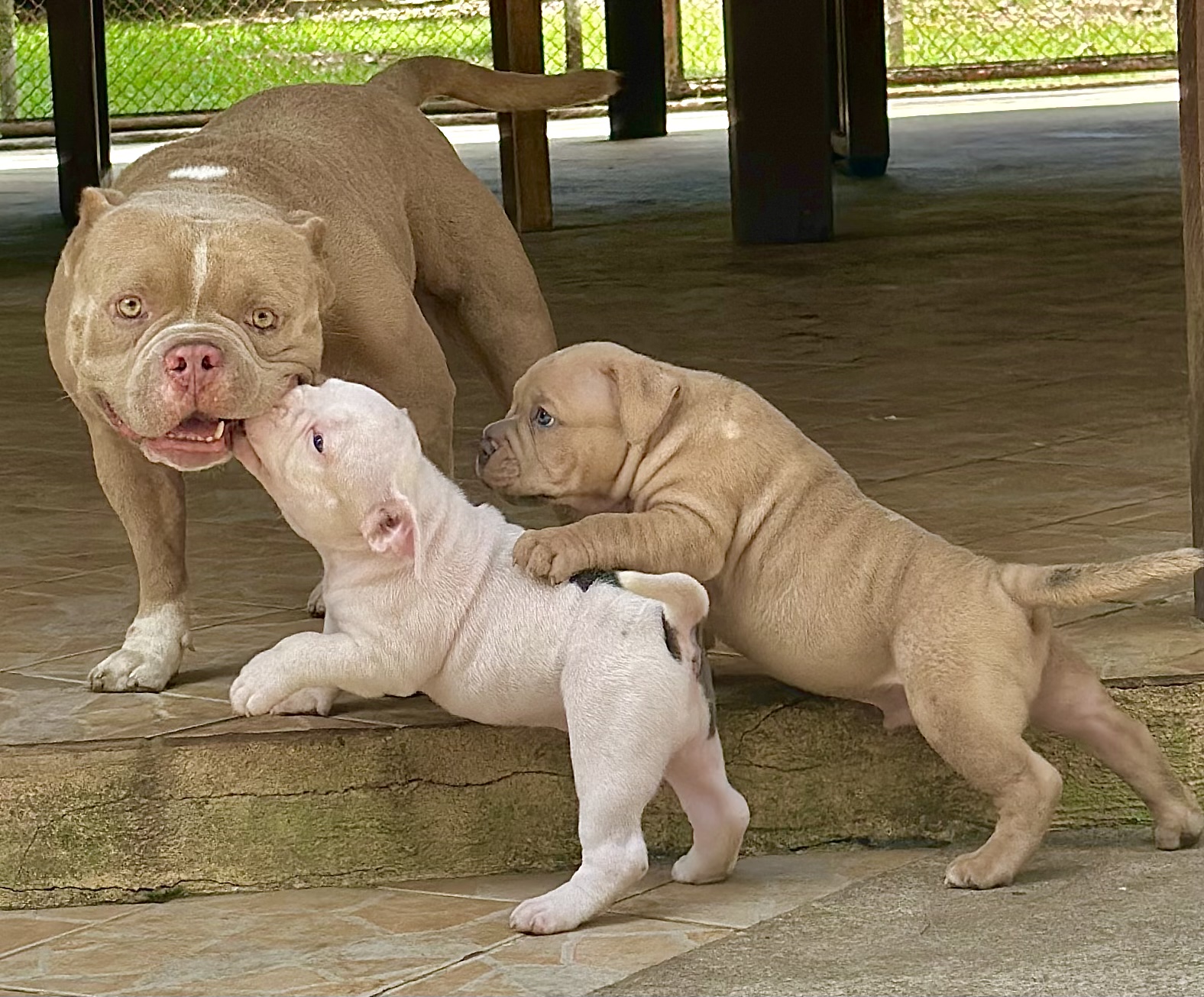 Portal Vendocão American Bully Top Belém 
