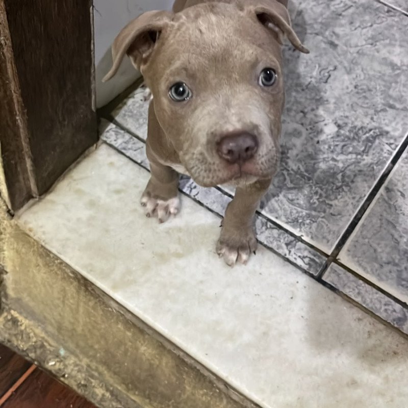 Filhote pitbull, Venda Rapida