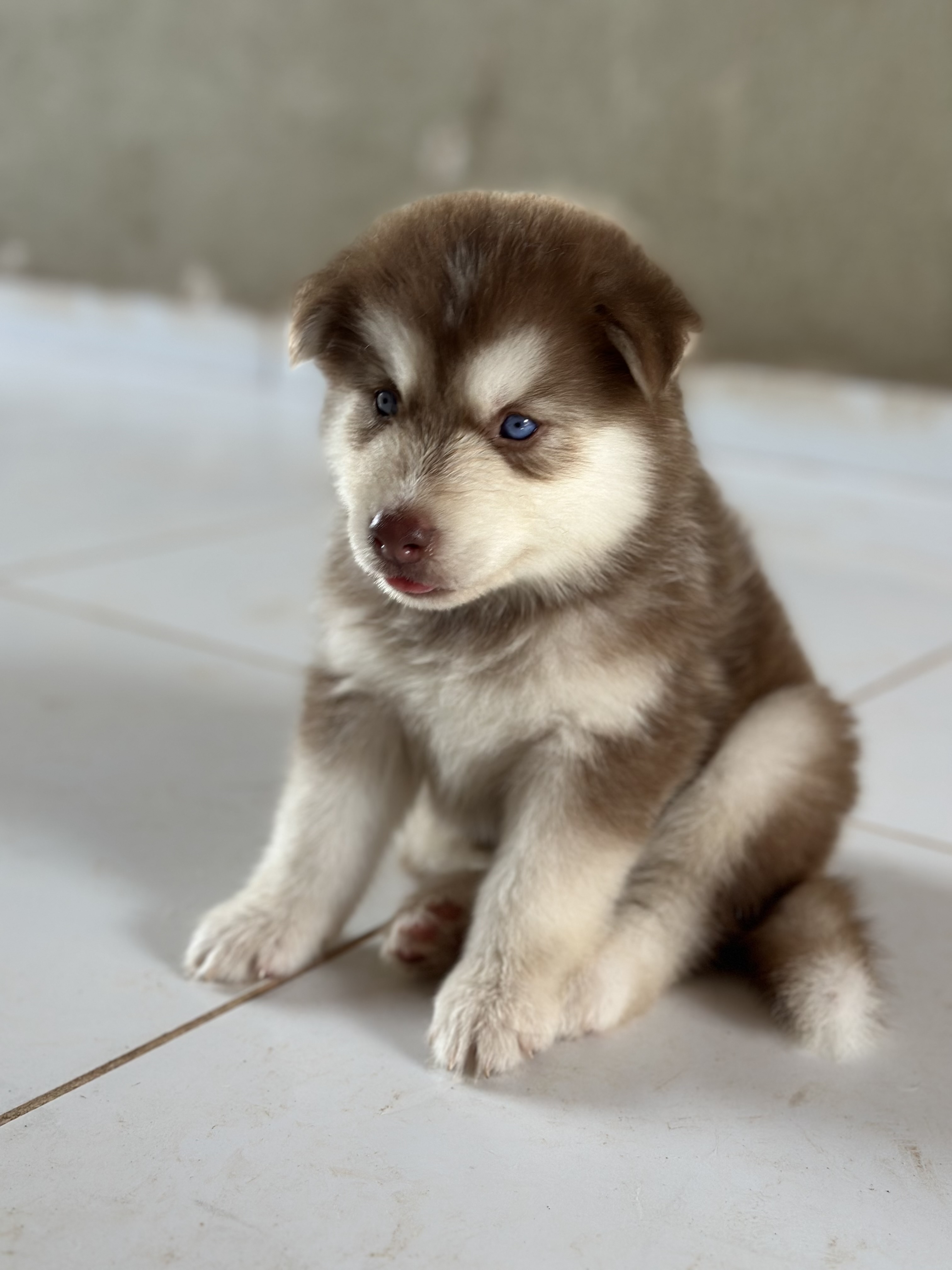 Portal Vendocão Husky Siberiano Santa Inês 