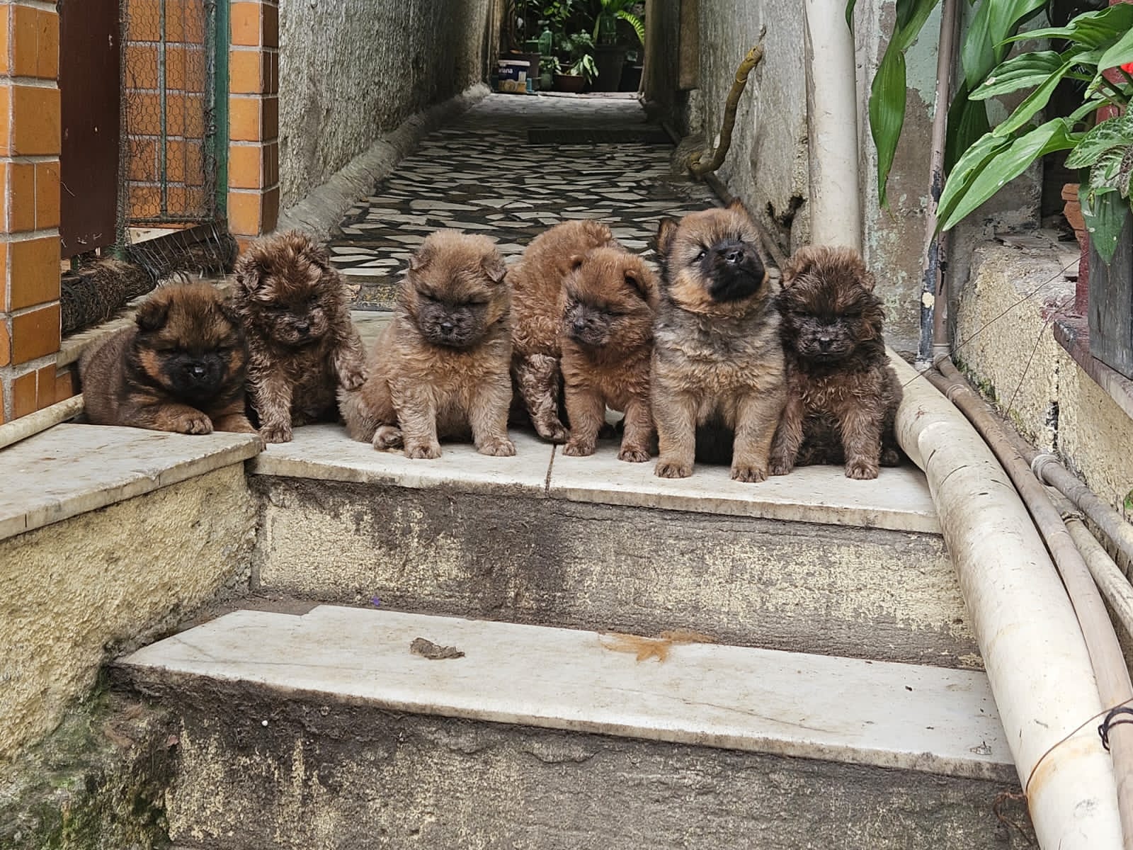 Portal Vendocão Chow-chows primitivos a venda São Gonçalo