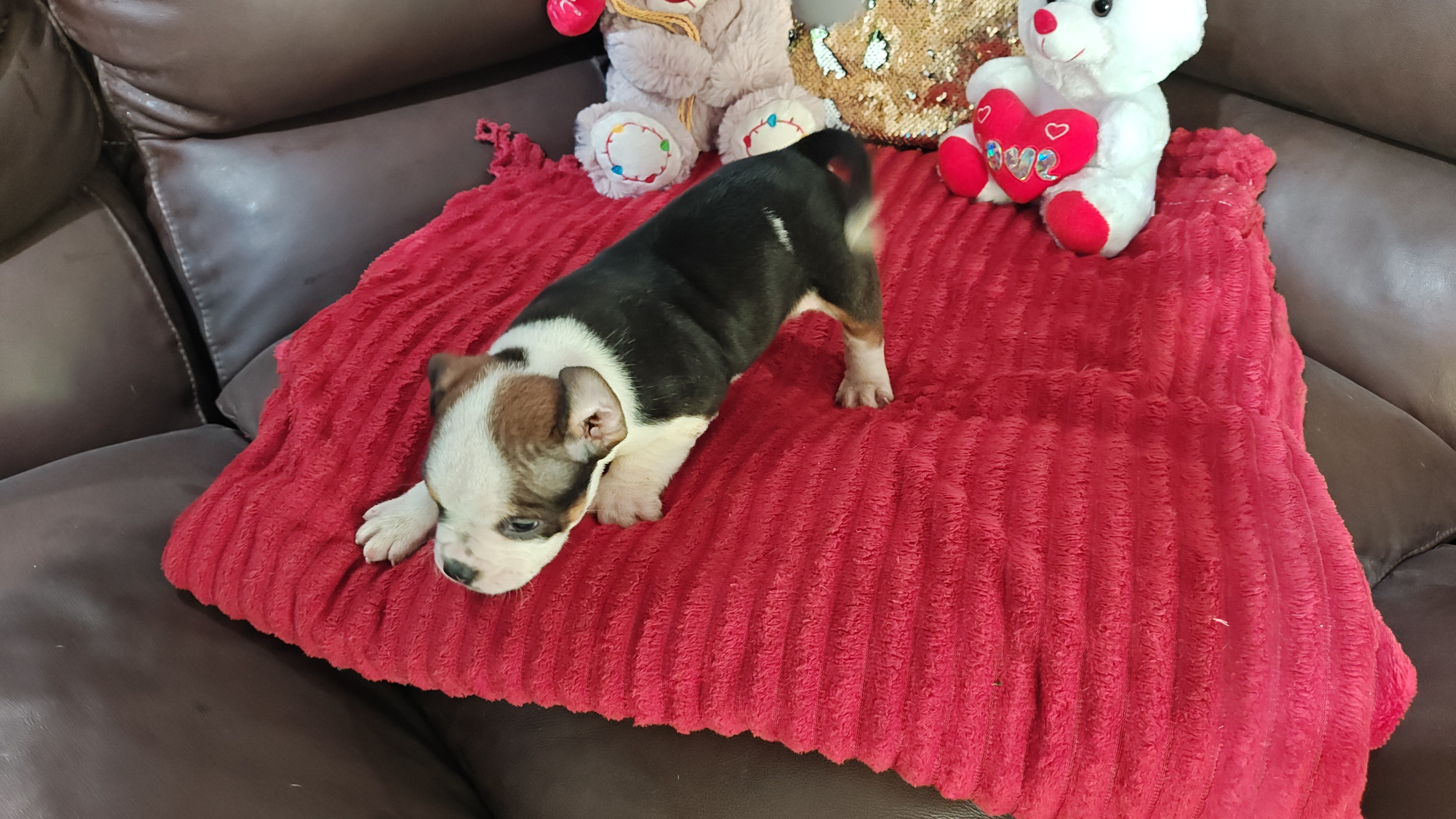 Portal Vendocão Filhotes american Bully  Magé