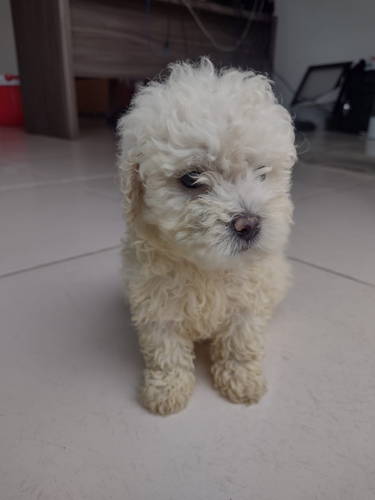 Portal Vendocão Poodle pequeno Maceió