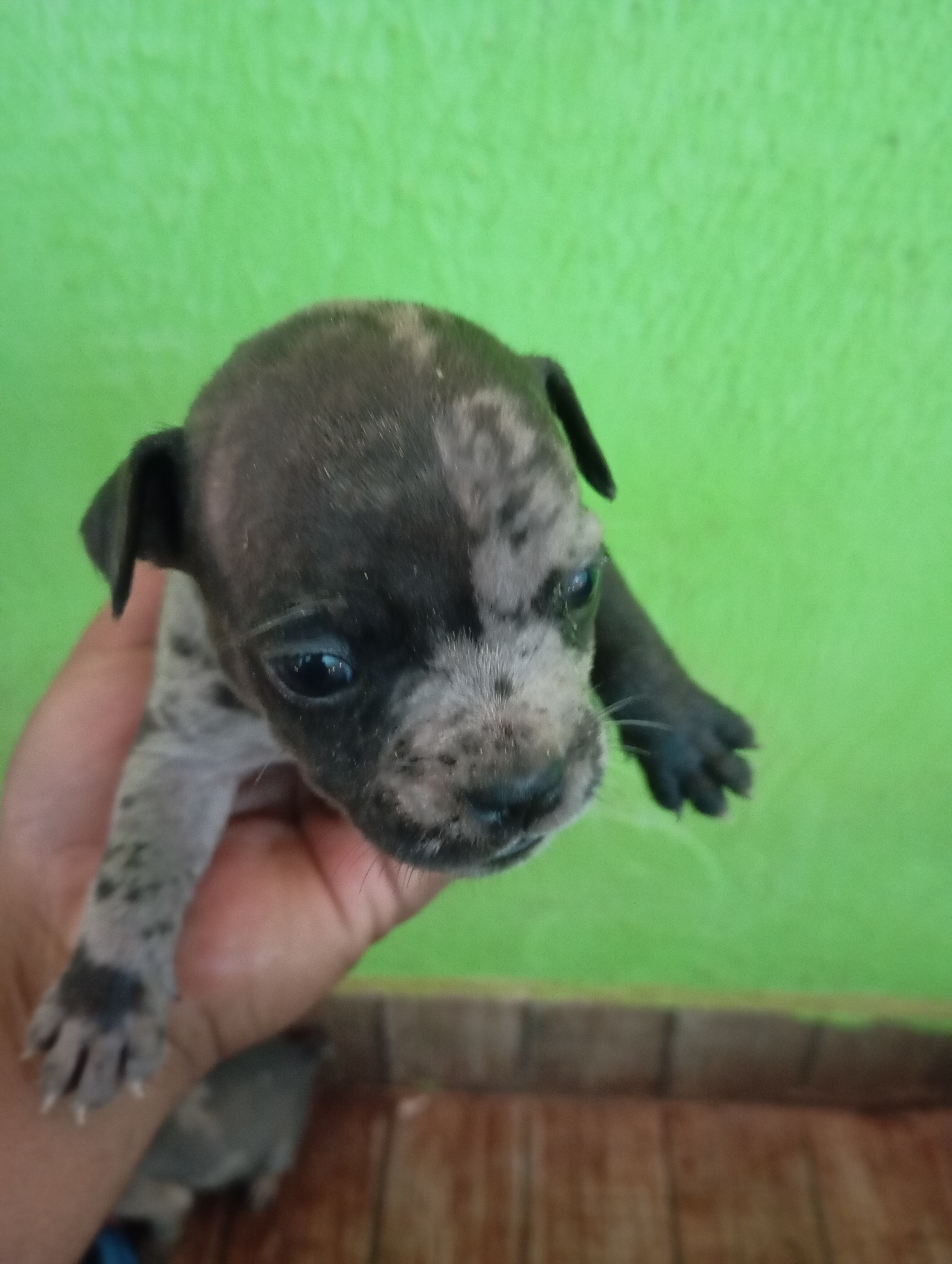 Portal Vendocão Vendo filhote de Bull dog francês com American Bully  Senador Canedo