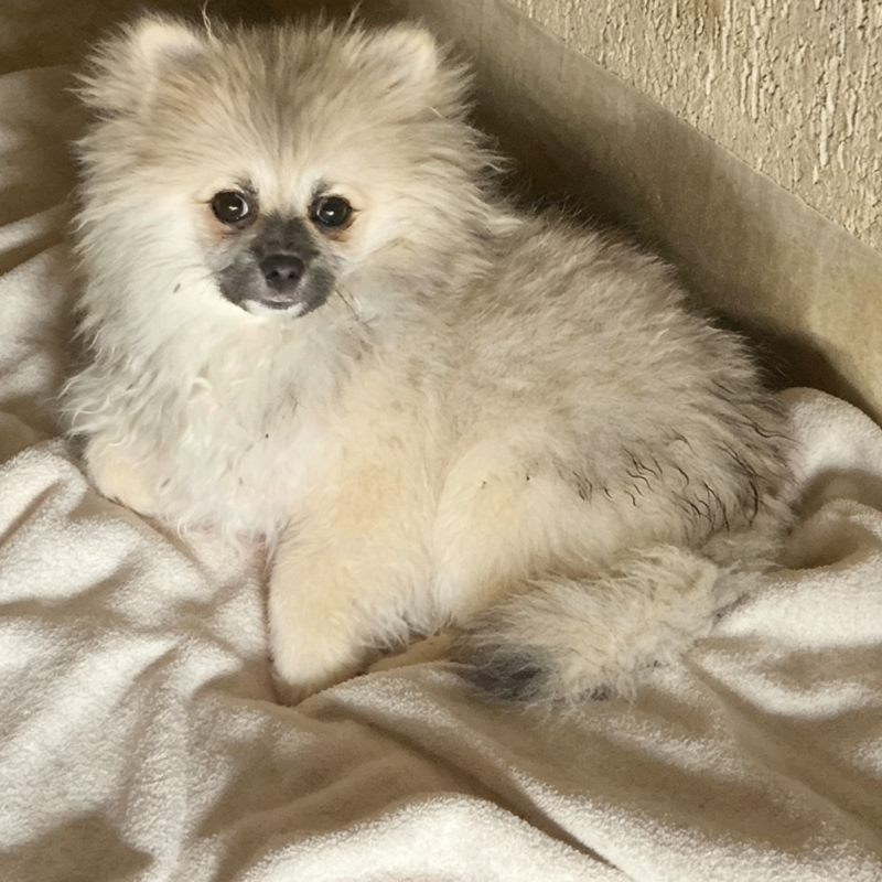 Vendo Lulu da pomerania - Foto 2