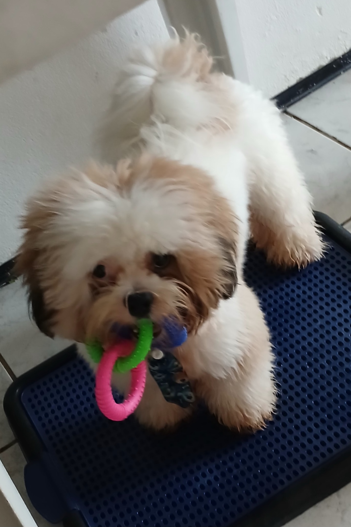 filhotes de Shih Tzu Fortaleza 