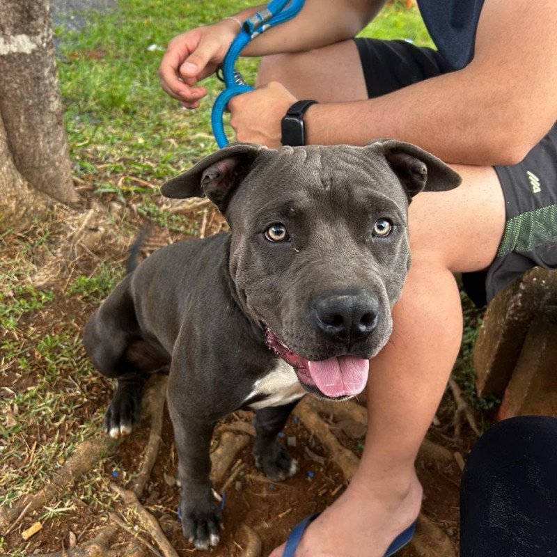 Pitbulls adultos e filhotes - Foto 3