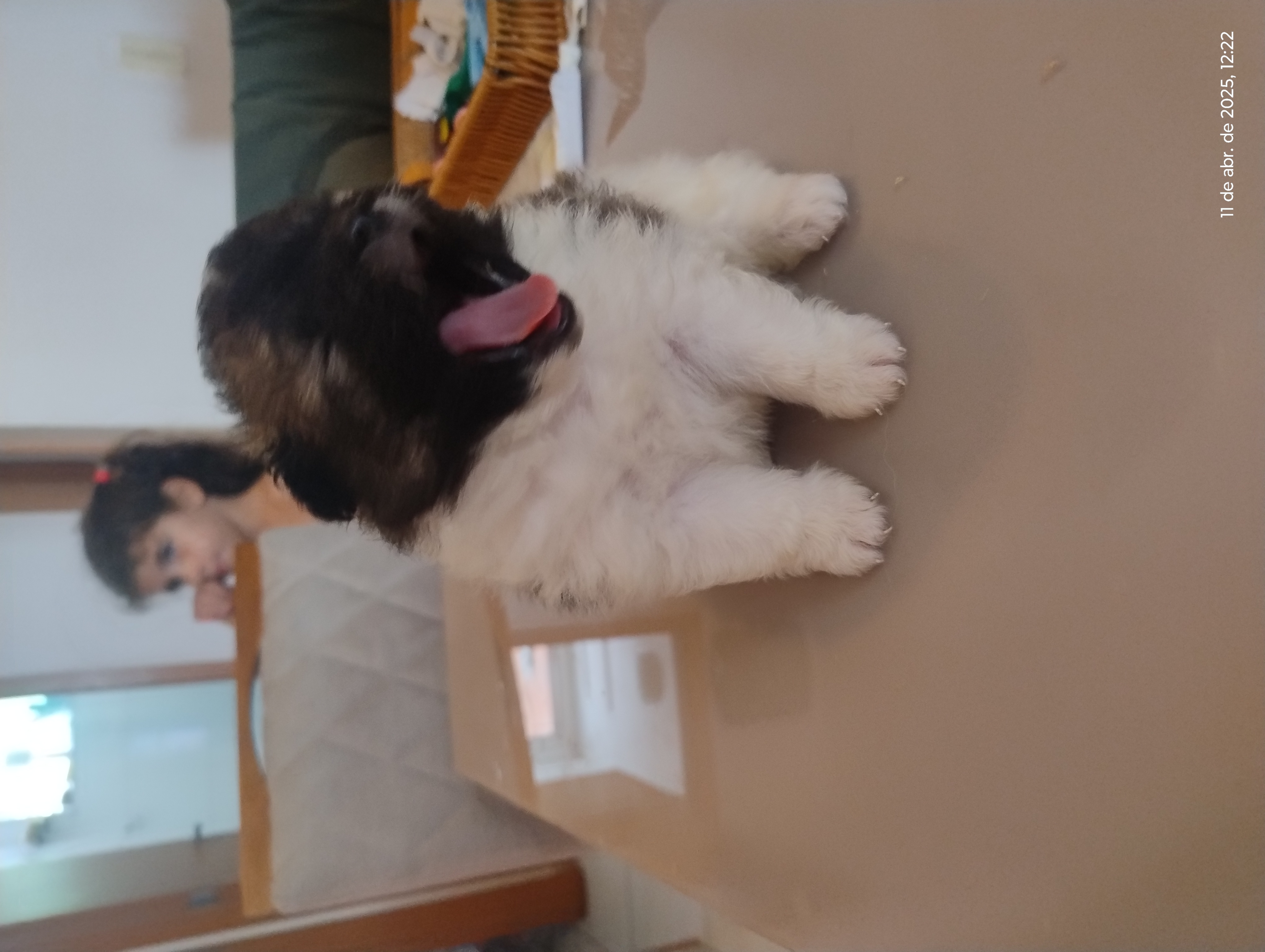 Sptz alemão Lulu dá pomerana  - Foto 1