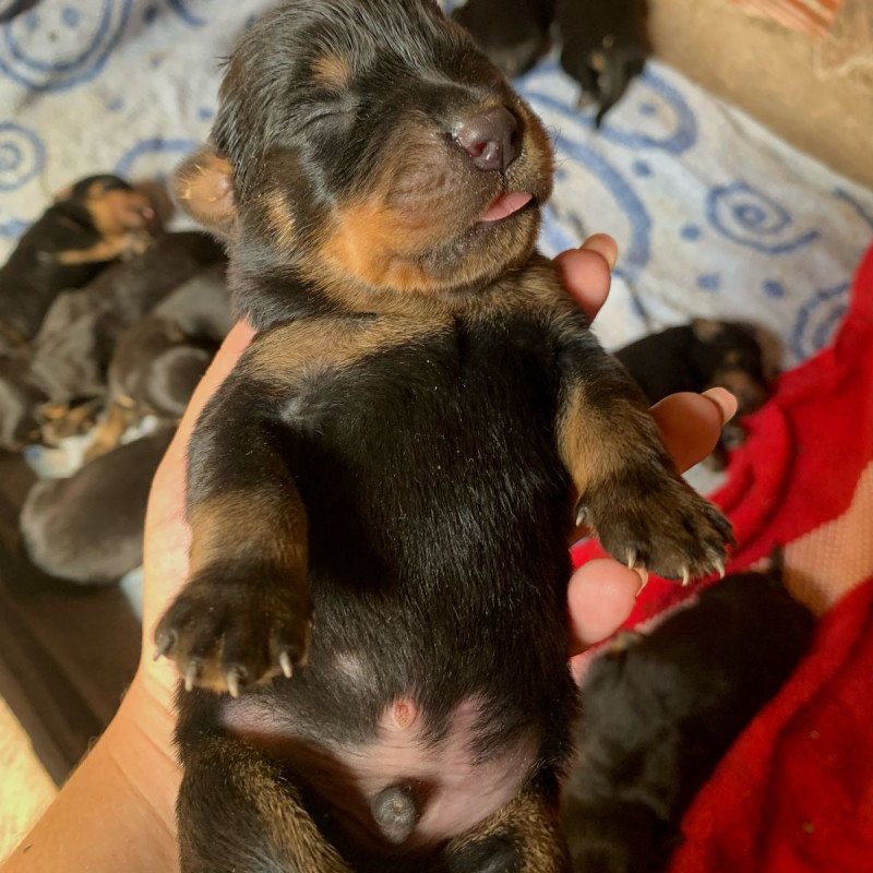 Rottweiler - Foto 2