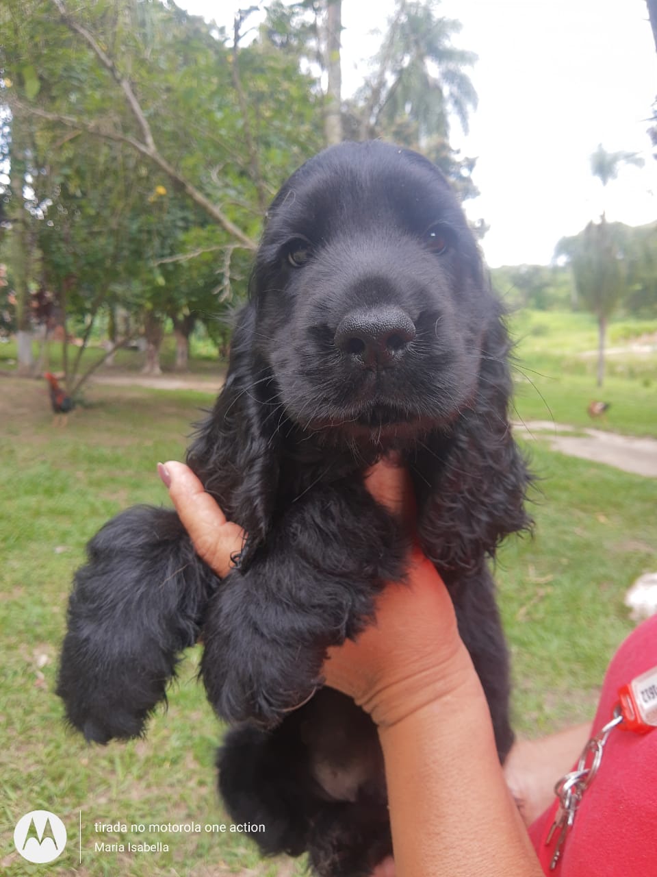 Belos Filhotes Cocker Spaniel Inglês c/pedigree e microchipe - Foto 4
