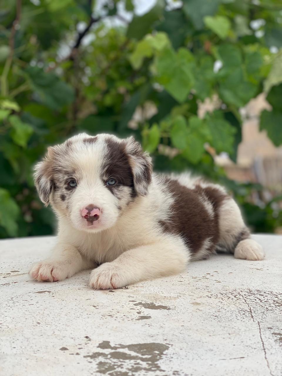 Belos Filhotes Border Collie - Foto 1