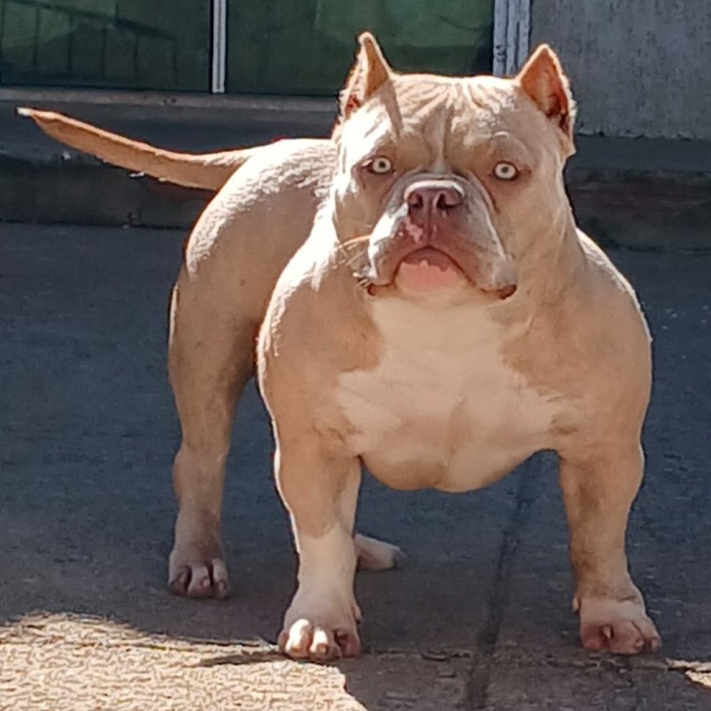 American bully fêmea disponivel canil RBKL