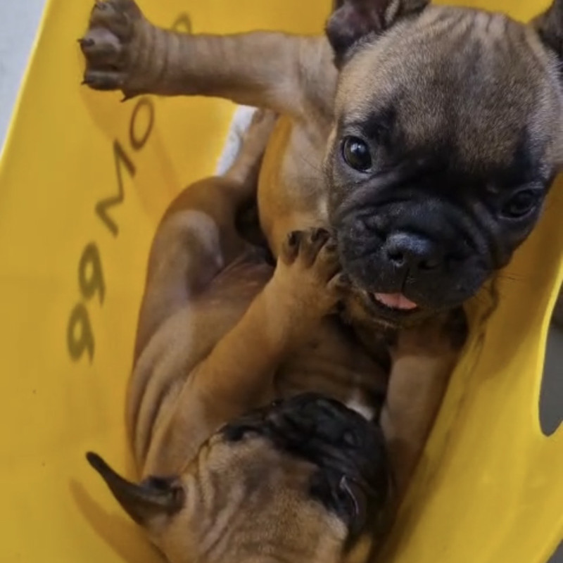 Lindas filhotes fêmeas de buldogue Francês - Foto 1