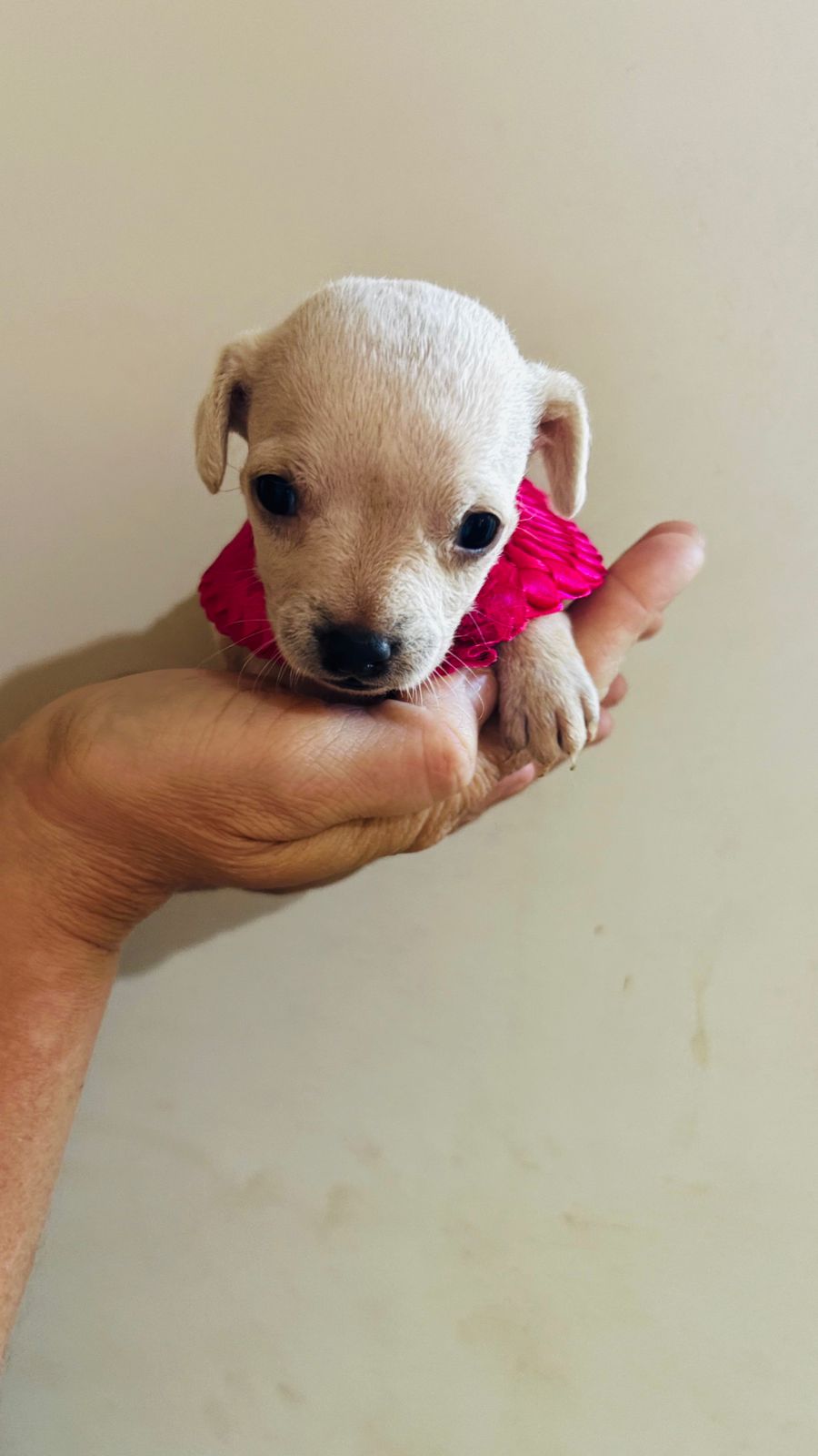 Pinscher micro femea