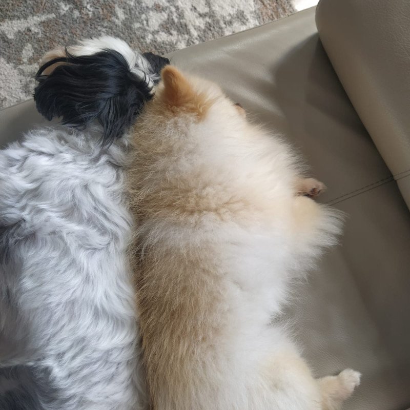 Lindos cães adultos das raças Spitz Alemão, Yorkshire e Shih Tzu - Foto 3