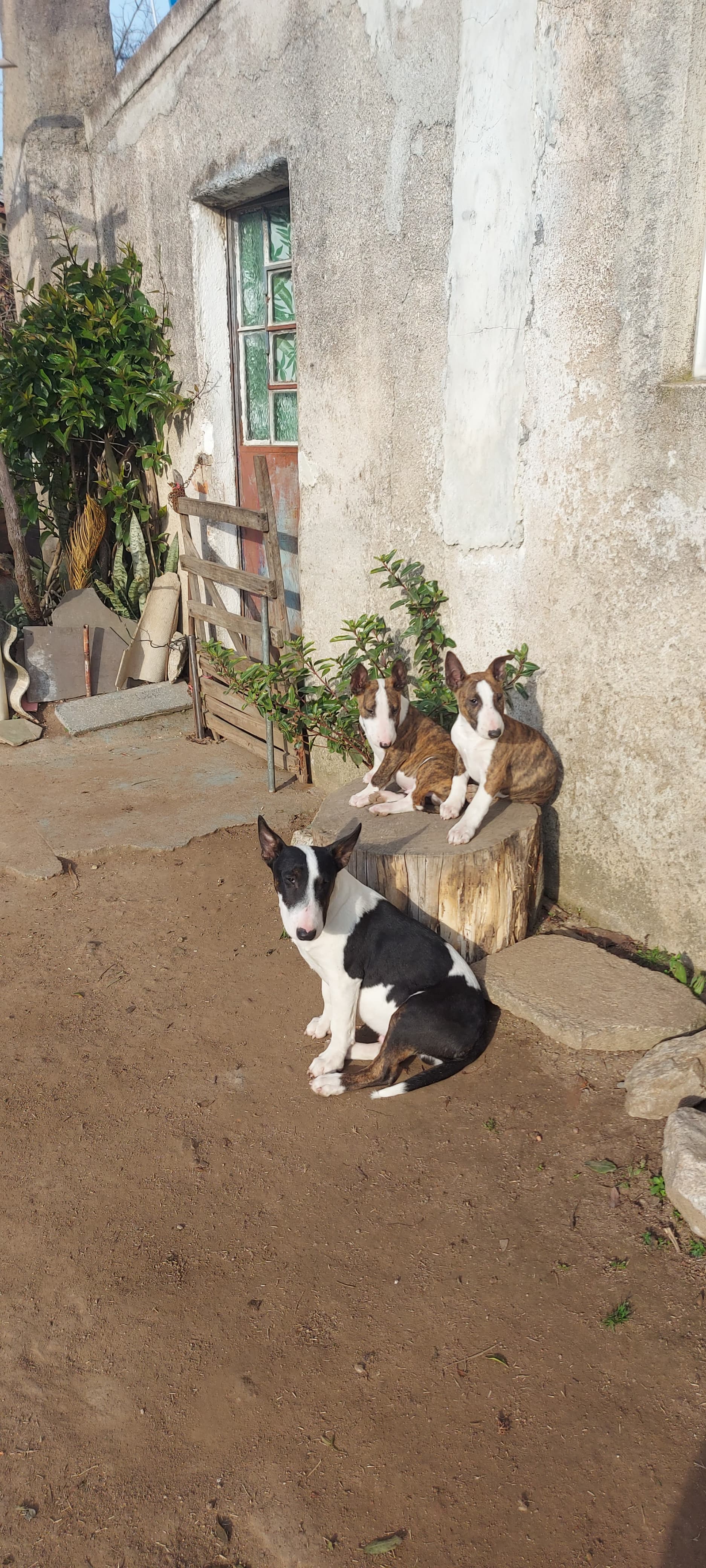 Bull Terrier  - Foto 3