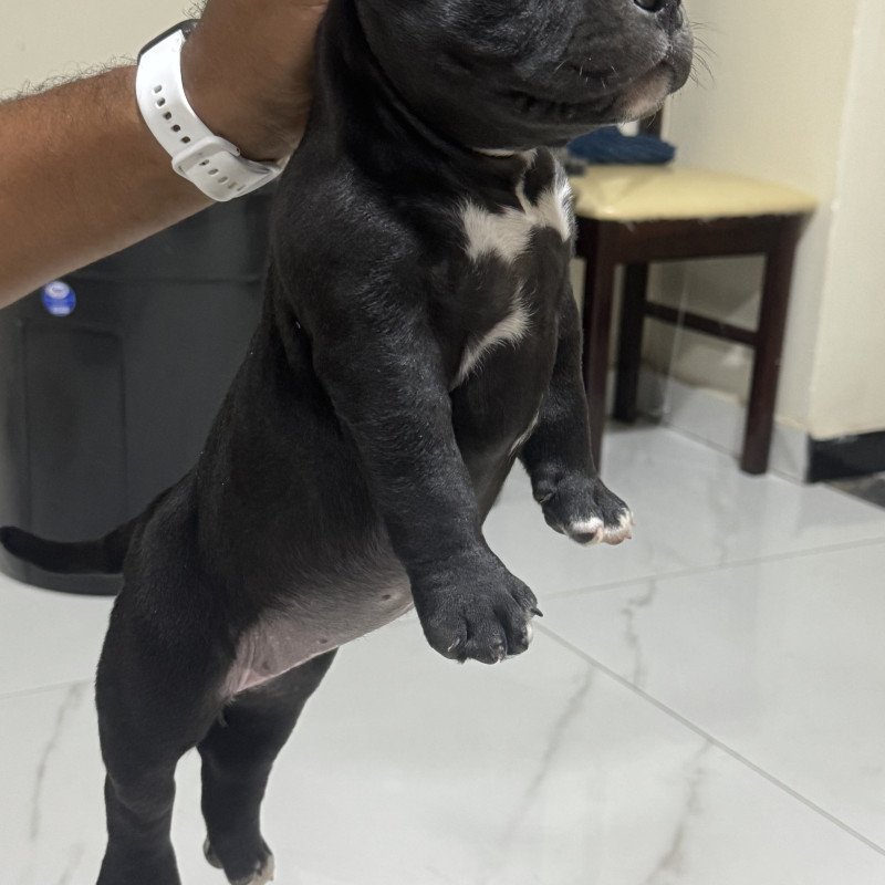 Filhote de American Bully