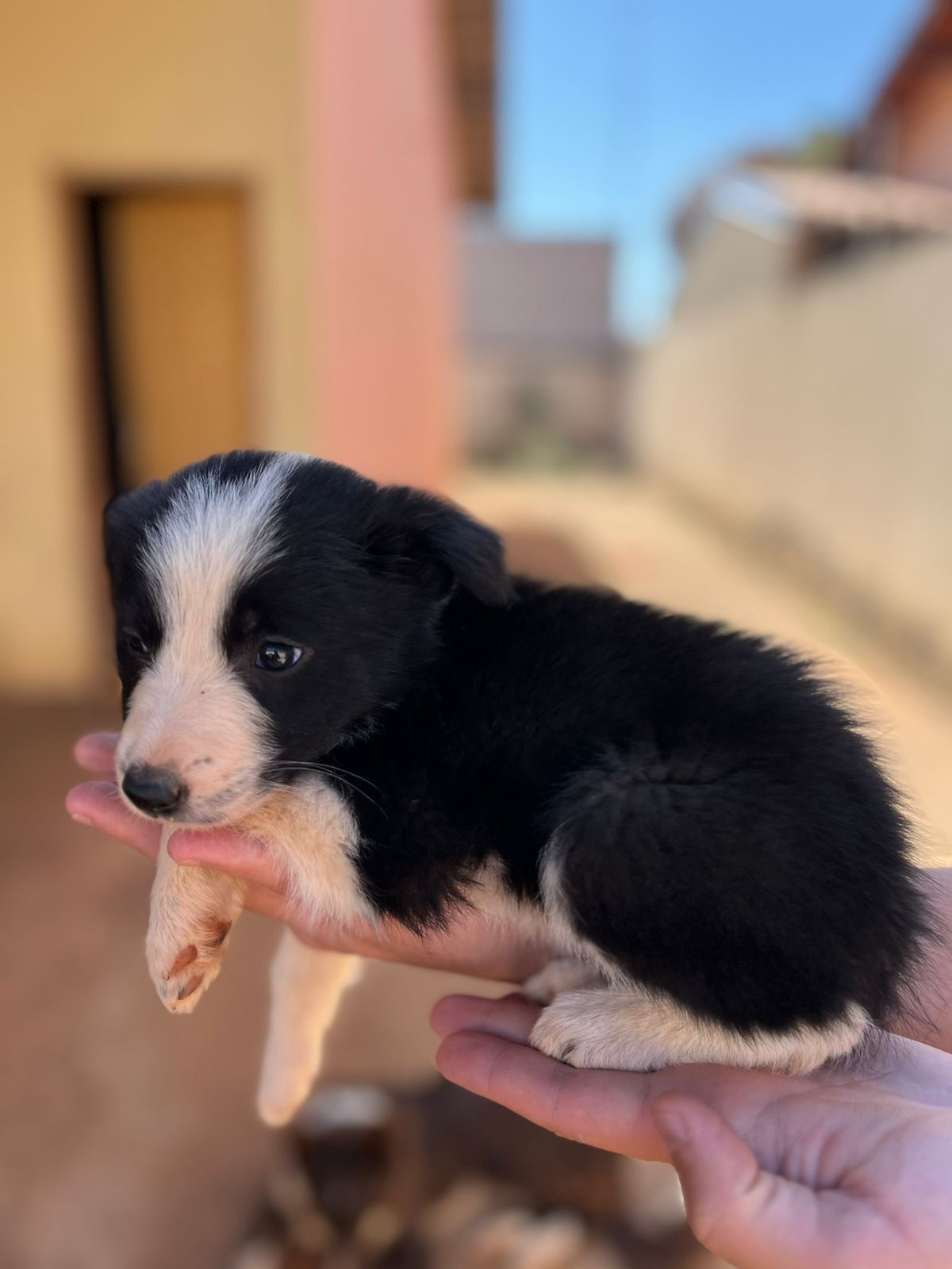 Portal Vendocão Vendo filhotes de border collie Anapolis 