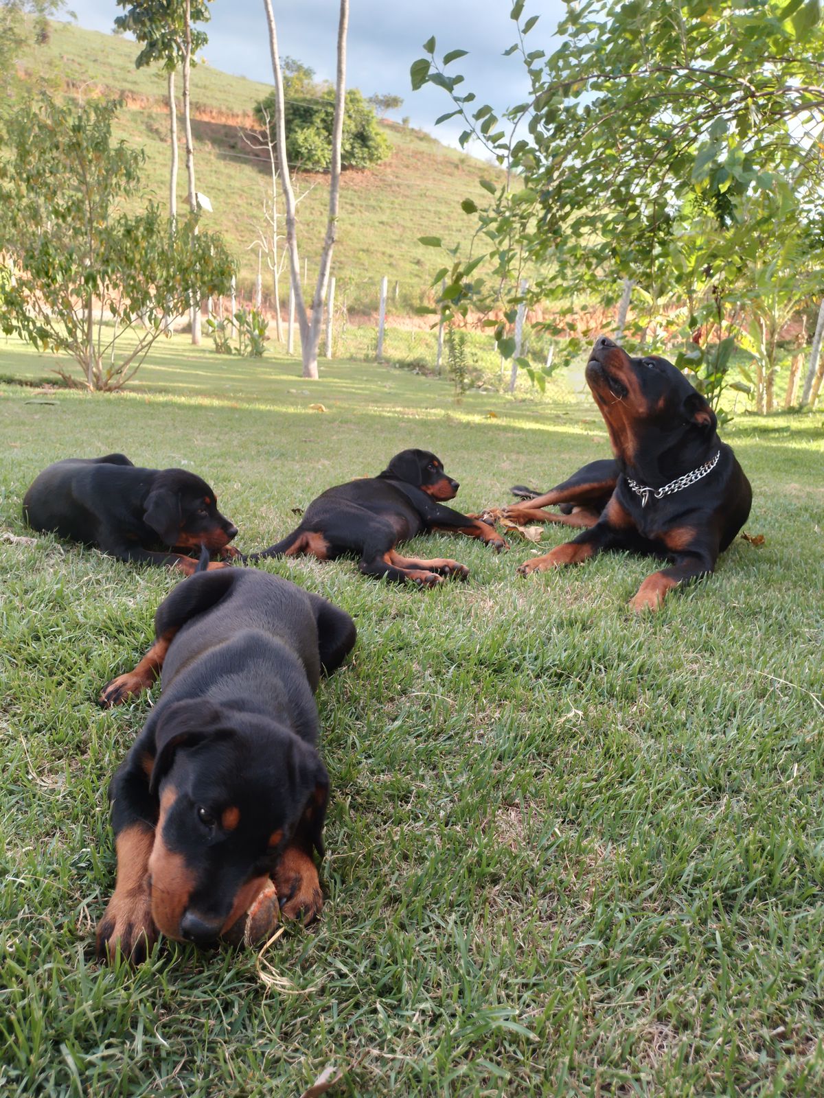 Portal Vendocão Filhote rottwailer 3 meses Macaé
