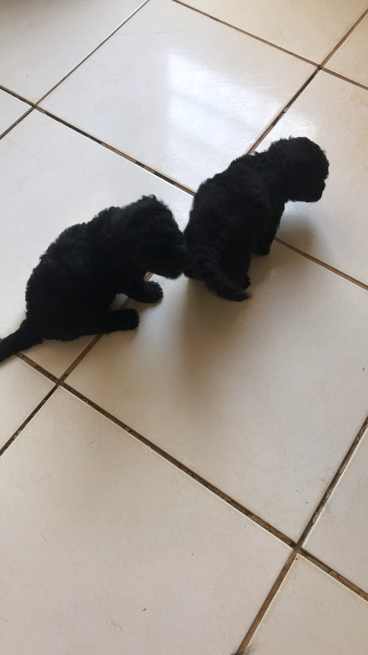 Portal Vendocão Vendo Filhote de poodle fêmea  São Luís 