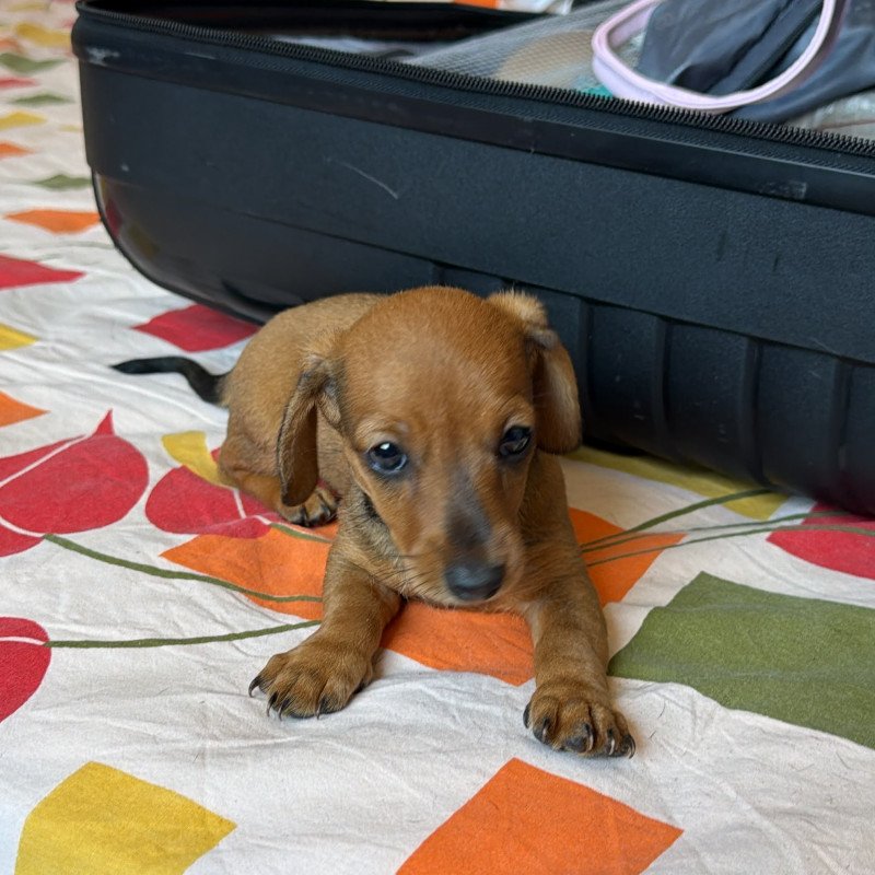 Lindos filhotes de daschund ( salcichinha)