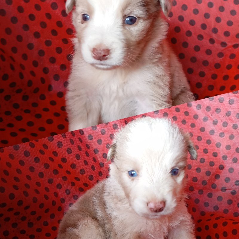 LINDOS FILHOTES DE BORDER, PUROS, DE OLHOS AZUIS - Foto 1