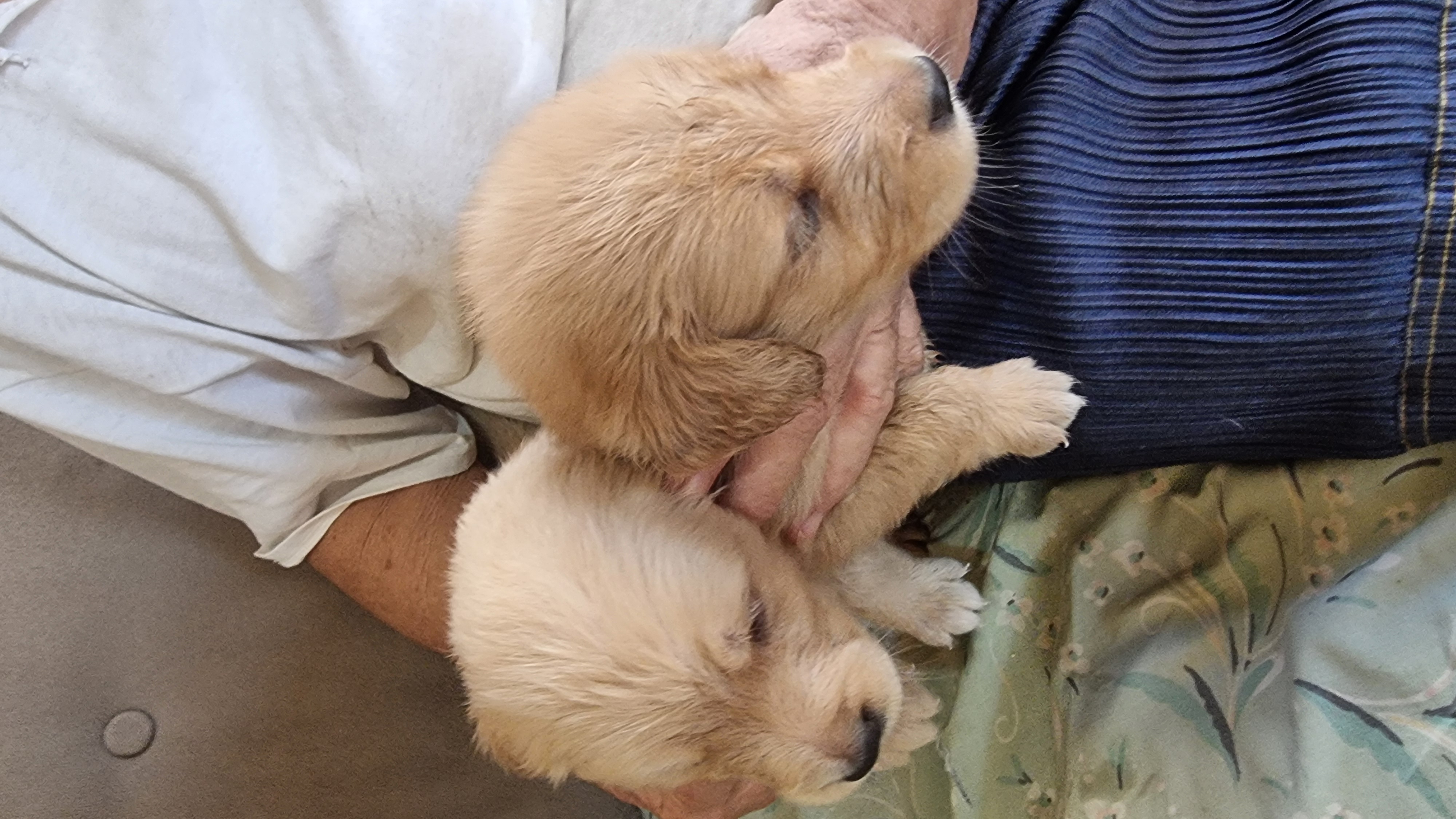 Portal Vendocão Golden retrivers a venda  Ipatinga
