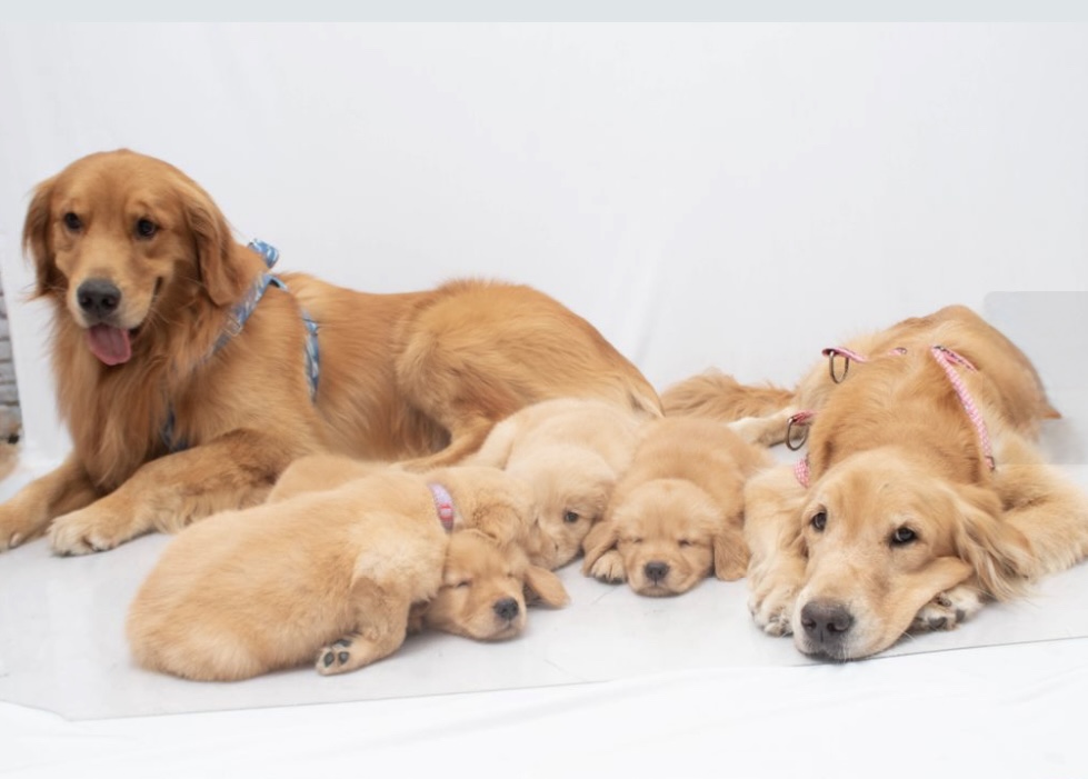 Portal Vendocão FILHOTE GOLDEN RETRIEVER  Recreio dos bandeirantes 