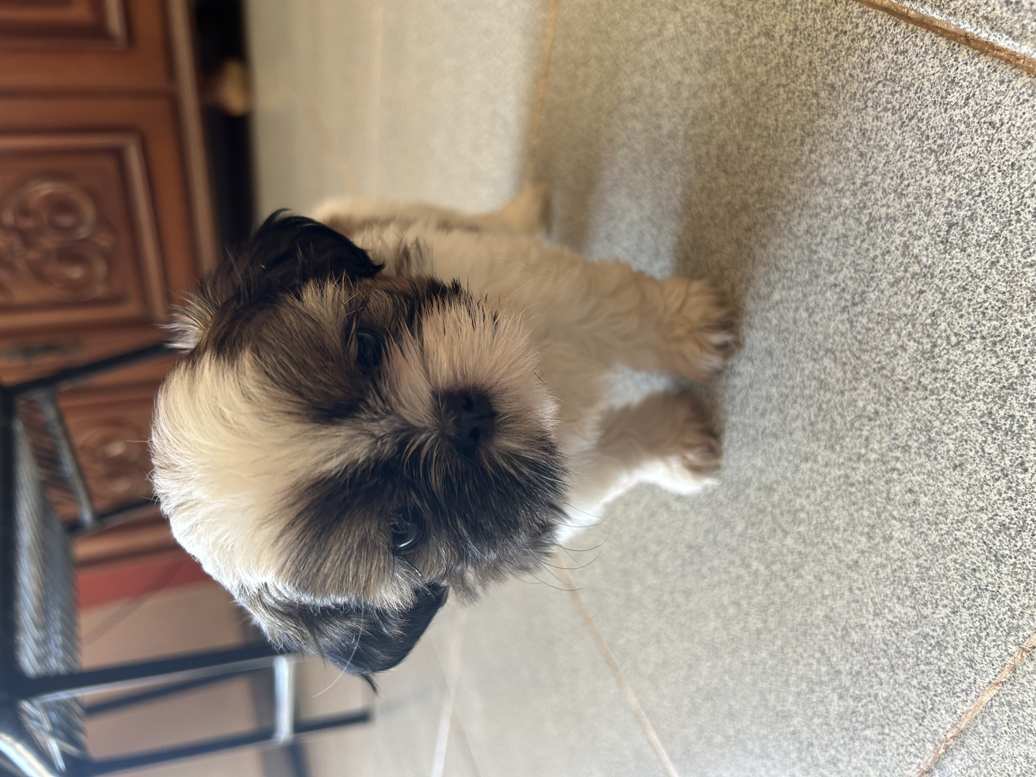 filhotes de Shih Tzu Palmas