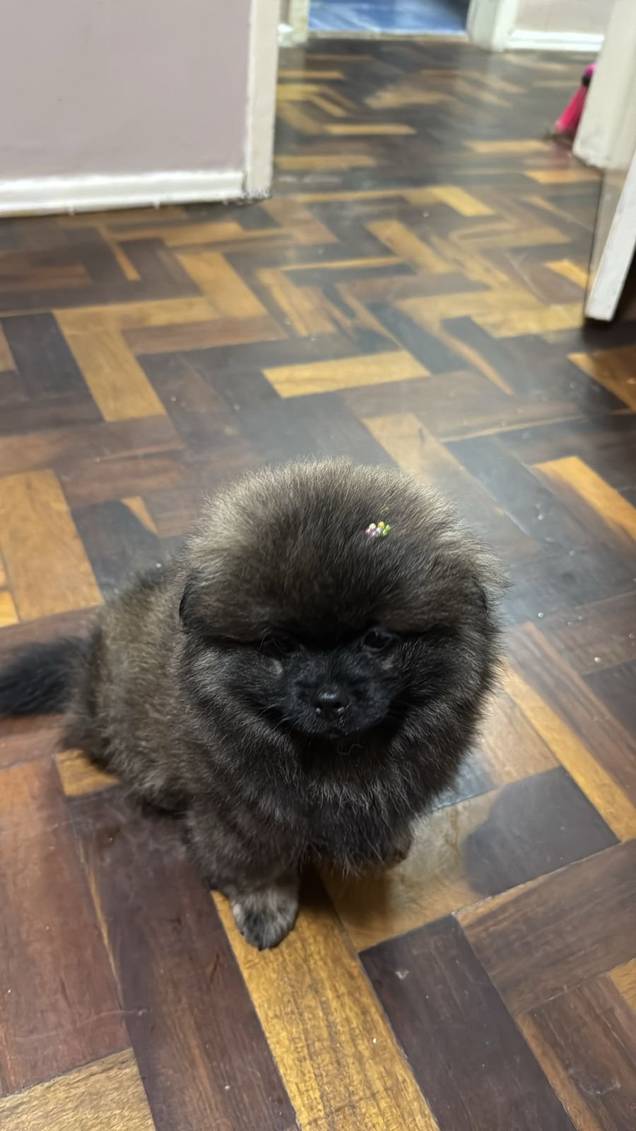 Filhote de spitz alemão - Foto 1