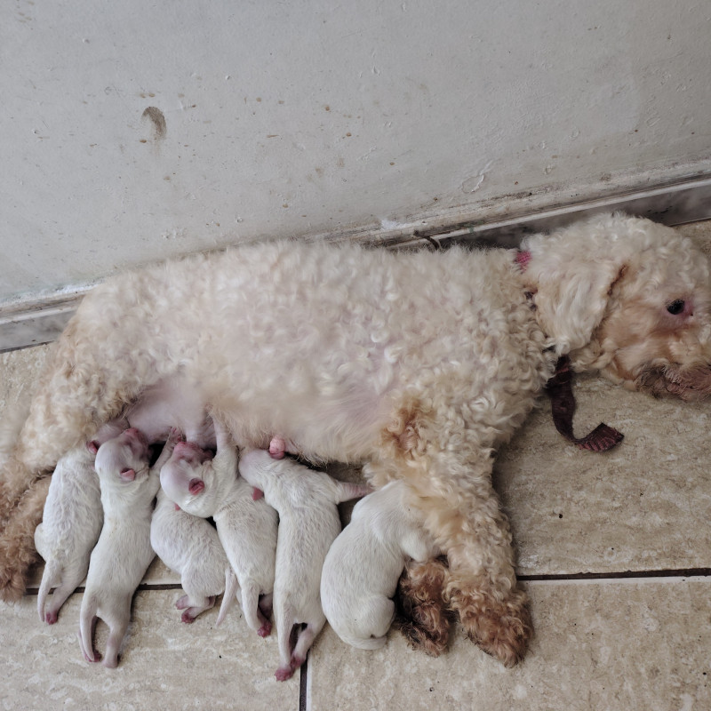 Lindos filhotes de poodle machos venham reserva o seu - Foto 1