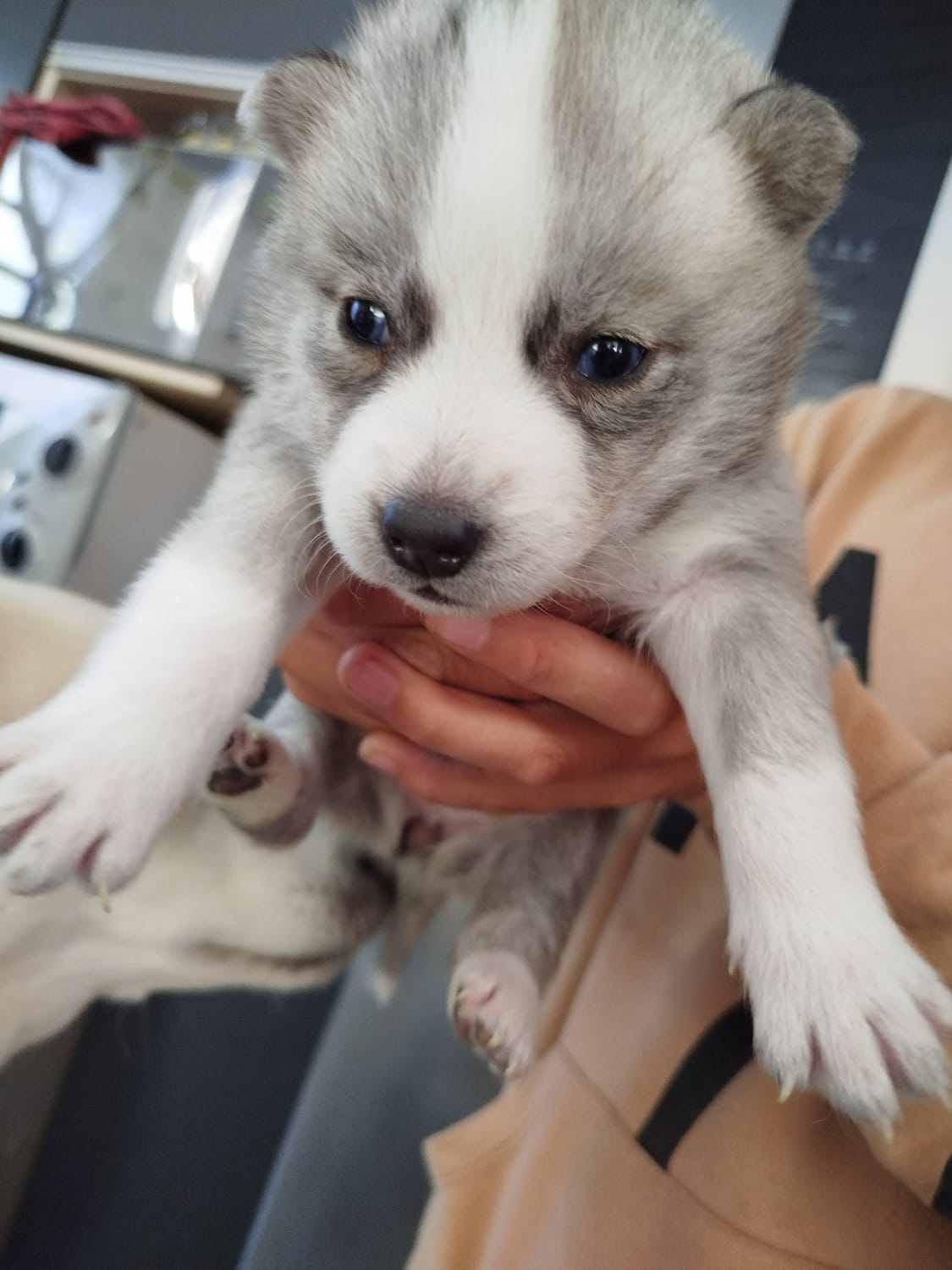 Portal Vendocão 5 filhotes de Husky siberiano Passo fundo 