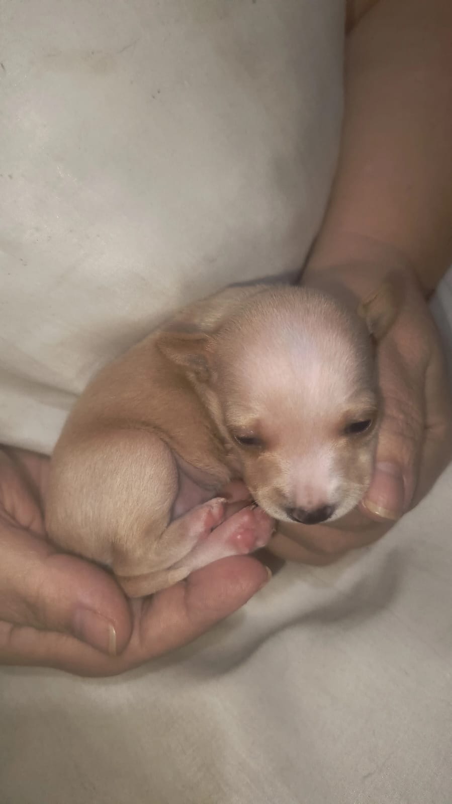 Lindos filhotes de mini pinscher - Foto 3