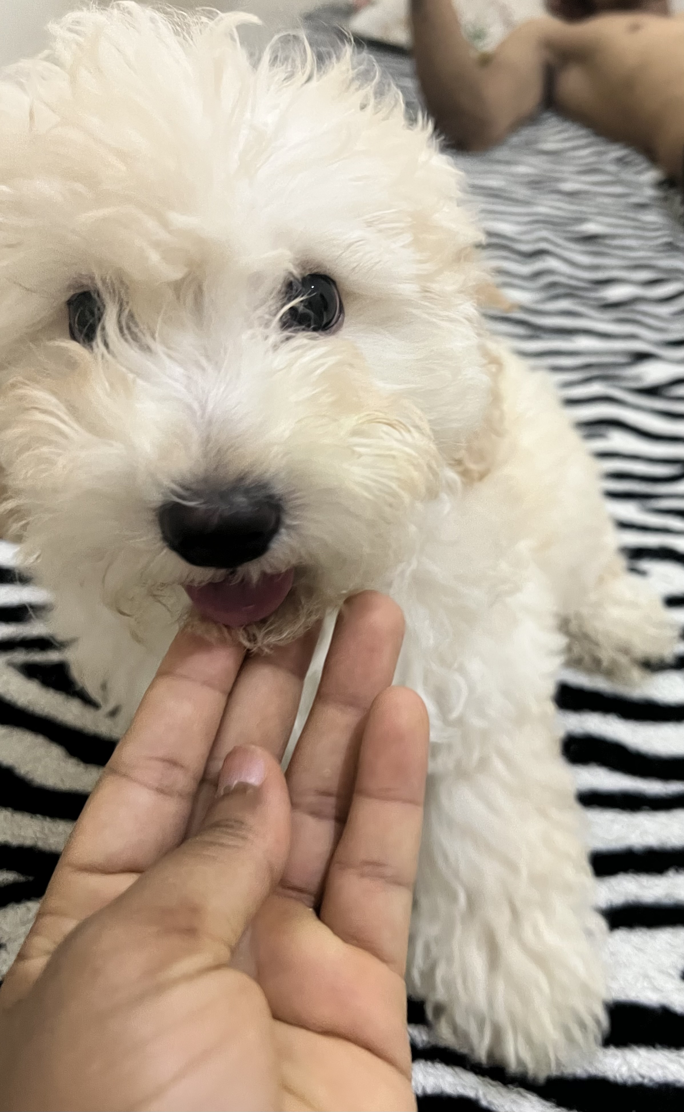Portal Vendocão Poodle Filhote Número 1 Salvador