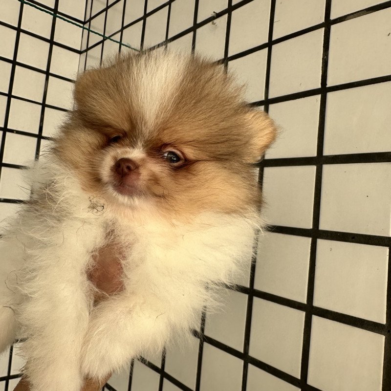 Lindos filhotes de Sptiz alemão (Lulu da Pomerania)  excelente linhagem!