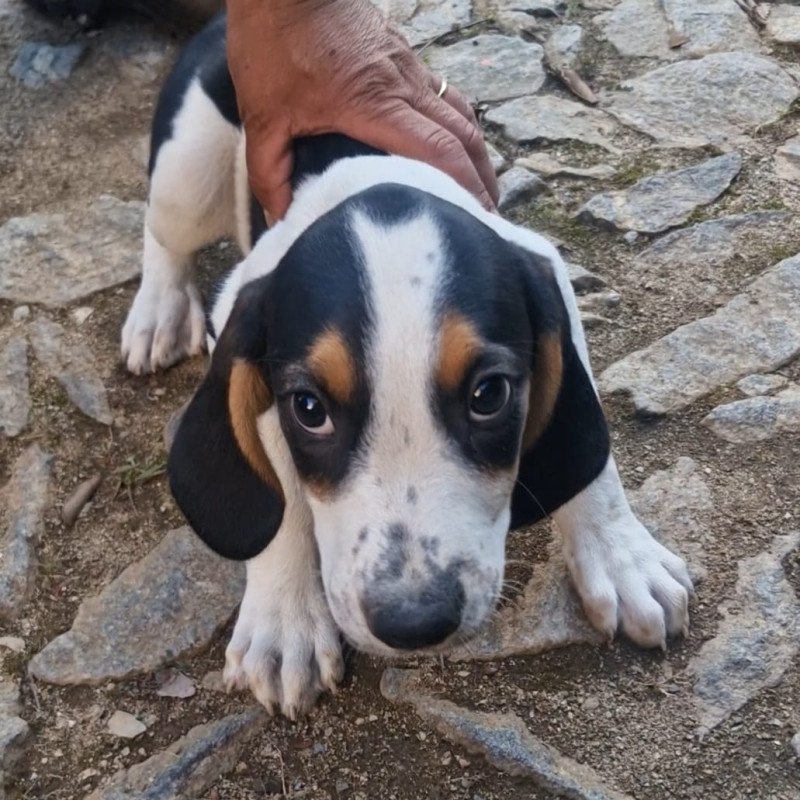 Americano Urrador Puro Macho 2 meses Vermifugado