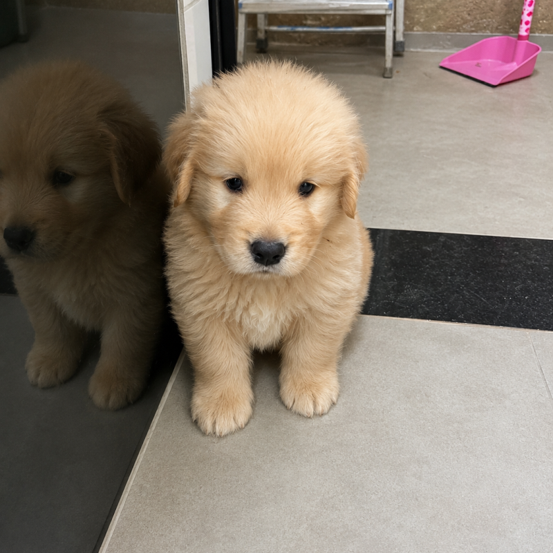 Lindo filhote de golden Retriever