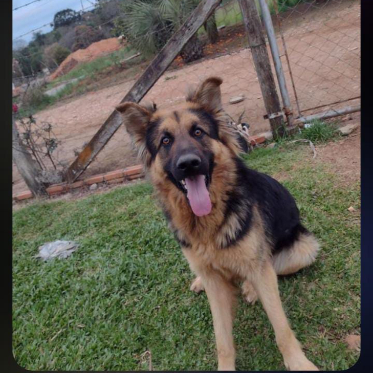 Portal Vendocão Filhotes de Pastor Alemão  Ivaí 