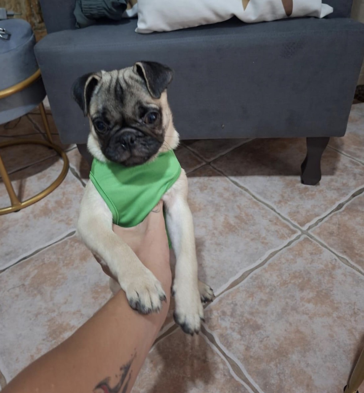 Lindo filhote de pug