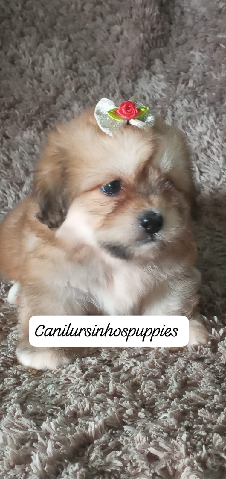 lhasa apso #canilursinhospuppies garanta já o seu ! - Foto 2