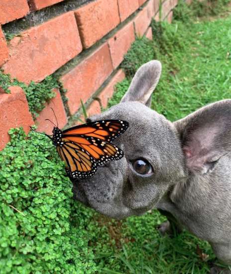 vendo cão Cachorrinho faz amizade com borboleta, e por um breve momento, o mundo se tornou perfeito