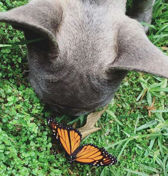 vendo cão Cachorrinho faz amizade com borboleta, e por um breve momento, o mundo se tornou perfeito