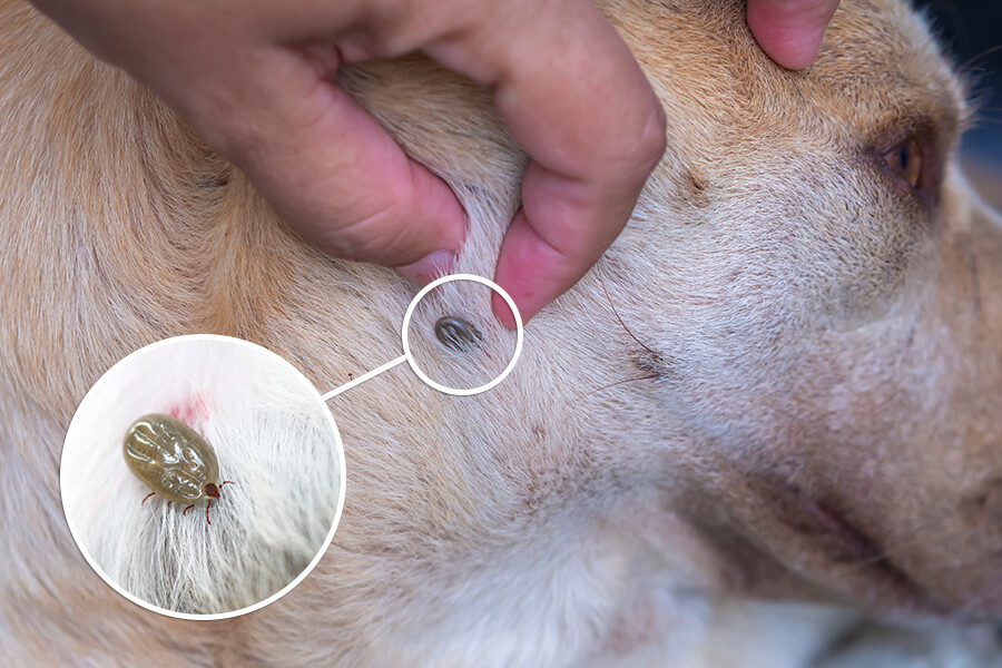 Cachorro com Doença do Carrapato. O que é? Como curar e combater rápido?