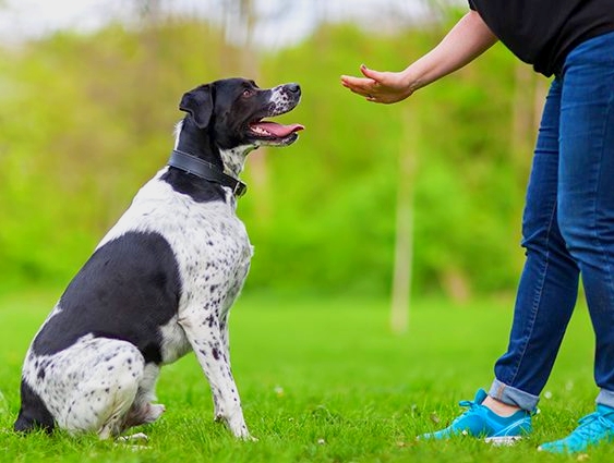 Como Ensinar Seu Cachorro a Sentar em 5 Passos Simples