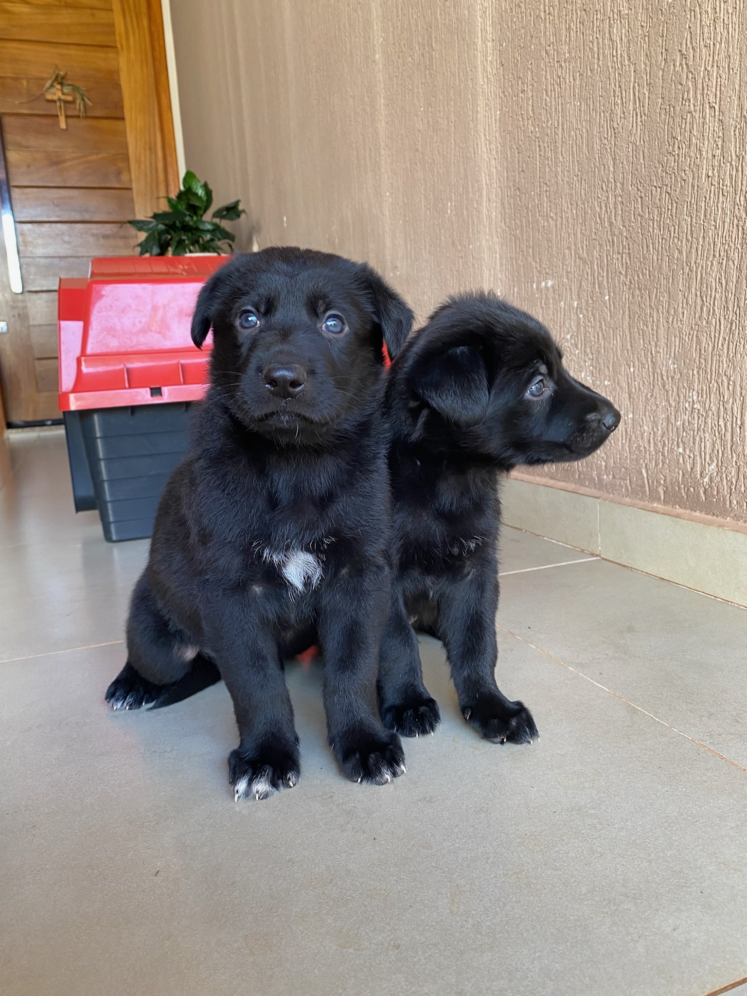 filhotes de Pastor Belga Malinois Estrela D Oeste