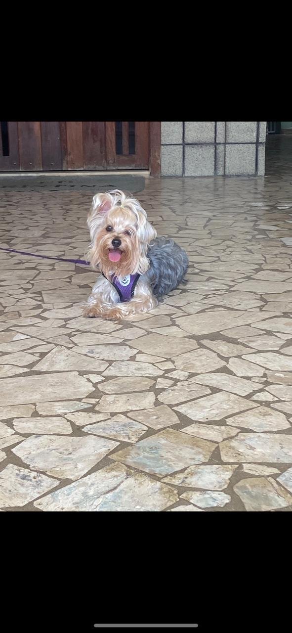 Yorkshire fêmea 2 meses - Foto 3