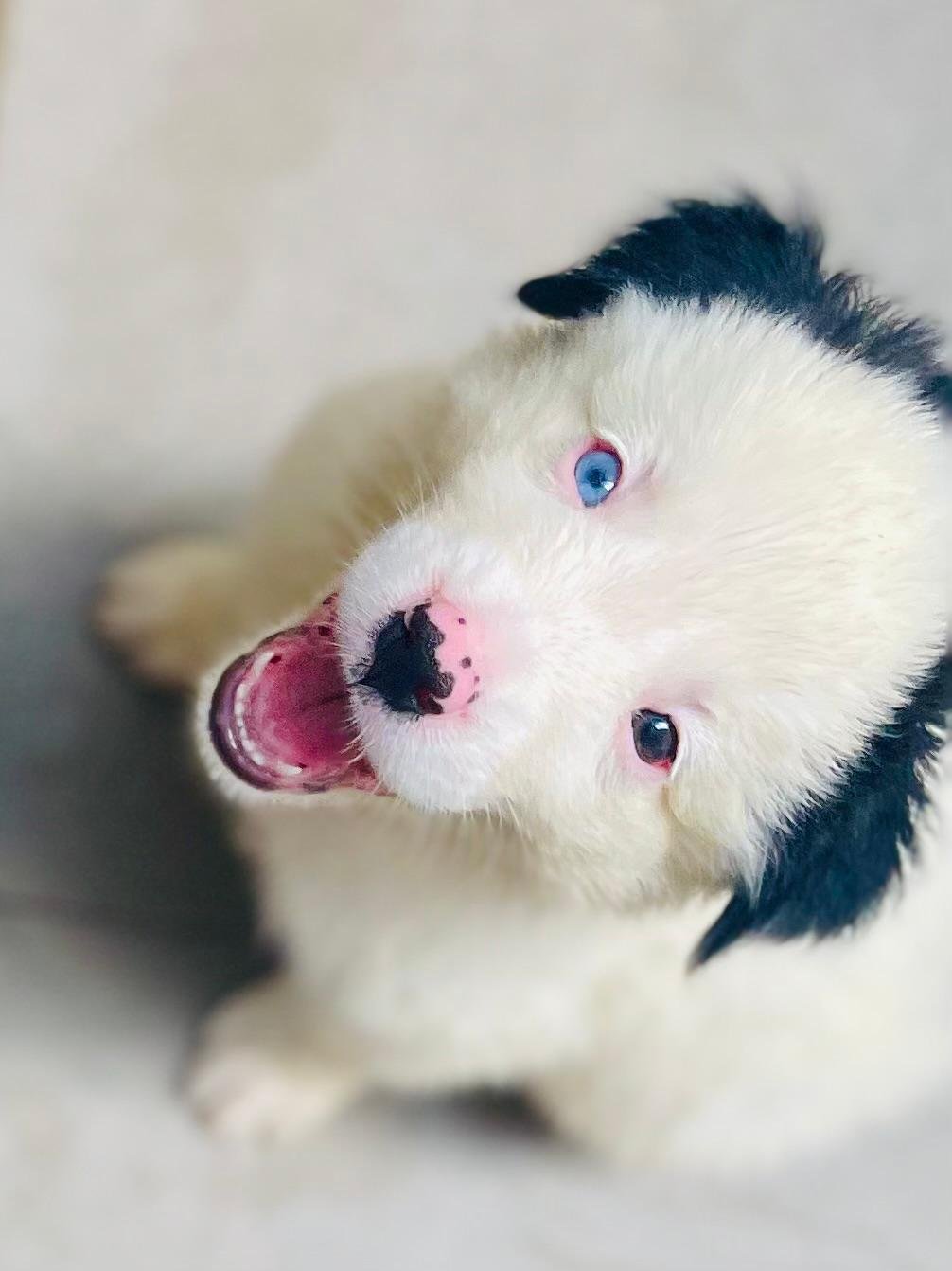 Filhotes puros Border Collie - Foto 1