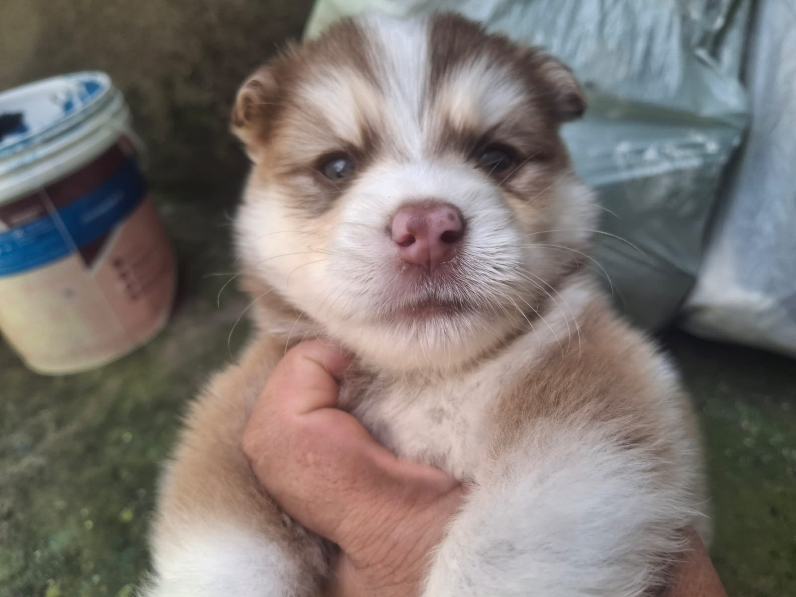 Filhote de Husky Siberiano Fêmea - Foto 2