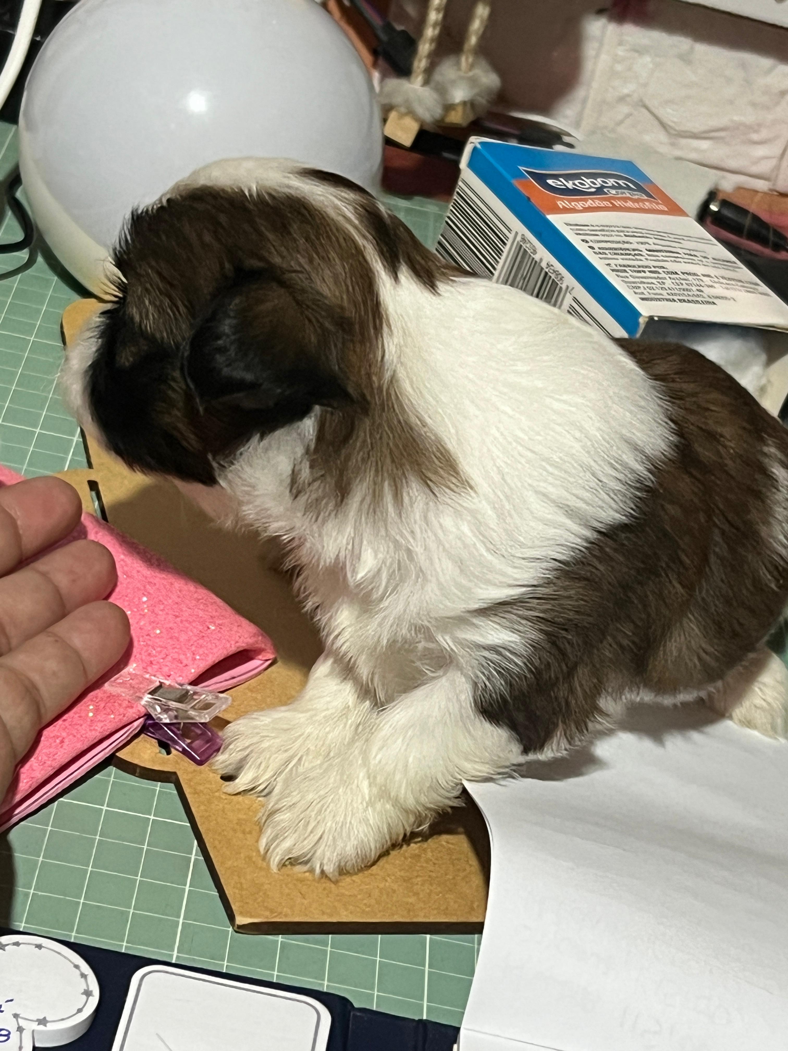 Vendo shih tzu filhote  - Foto 2